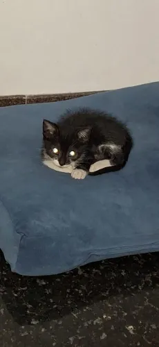 Gatinha frajola para adoção
