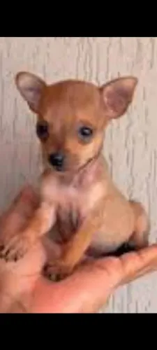 PINSCHER MACHO E FÊMEA RESERVA