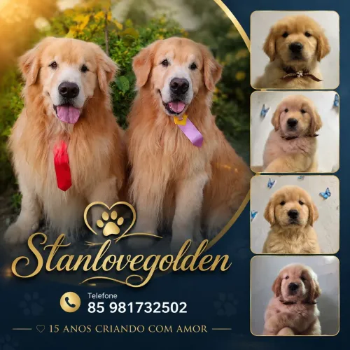 Golden Alto padrão