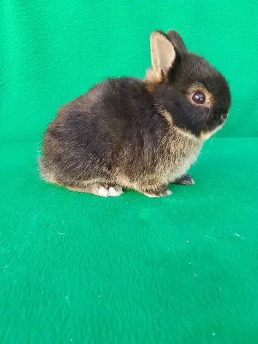 Coelho anão Netherland Dwarf 