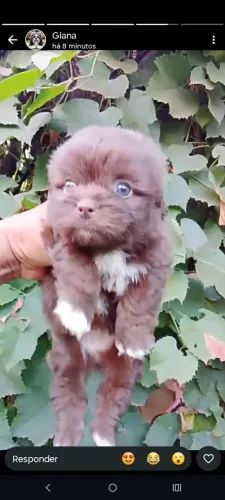 Lhasa Apso chocolate