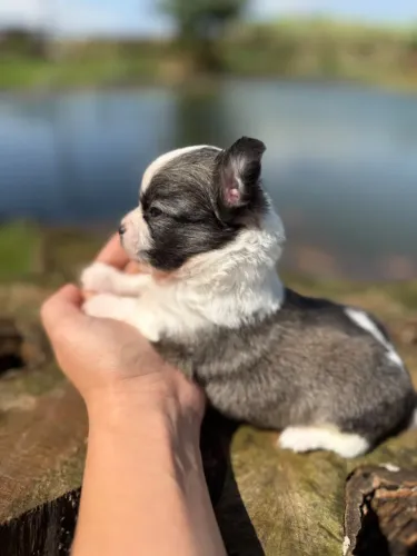 Chihuahua pelo longo