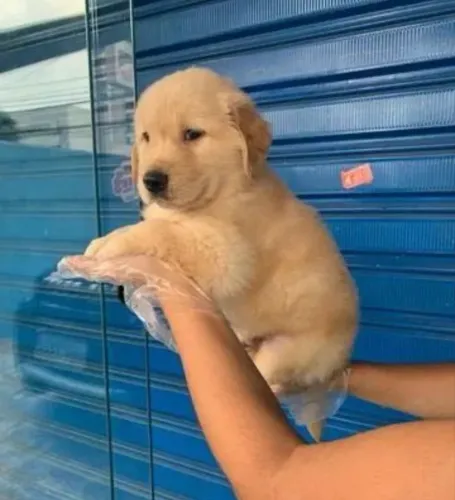 (DOAÇÃO) GOLDEN RETRIEVER FILHOTE CHAMA NO ZAP