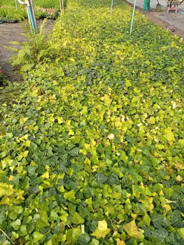 Caixa de Hera verde