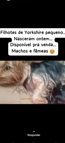 Filhote micro de Yorkshire nasceu dia 5 de agosto os interessados deixe seu contato