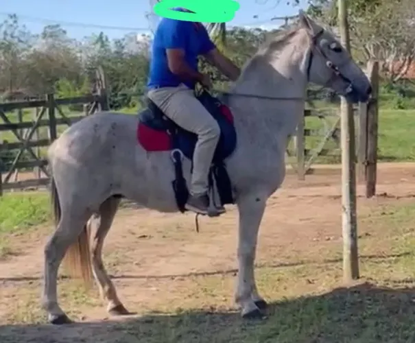 Cavalo Campolina mestiça com Mangalarga Machador