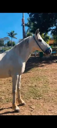 Cavalo marcha picada mansinho 