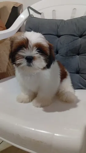 Filhotes Shihtzu Machos