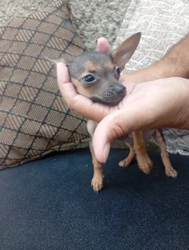 Pinscher Mini Filhote
