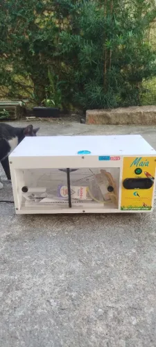 Chocadeira automática pequeno médio porte 