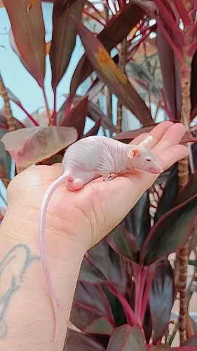 Camundongo hairless 