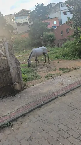 égua  venda ou troco por cavalo