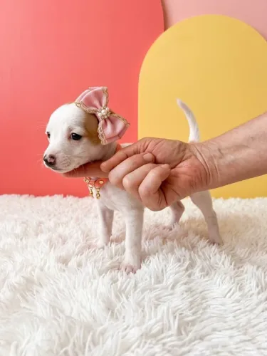 Pinscher Fêmea Exclusiva