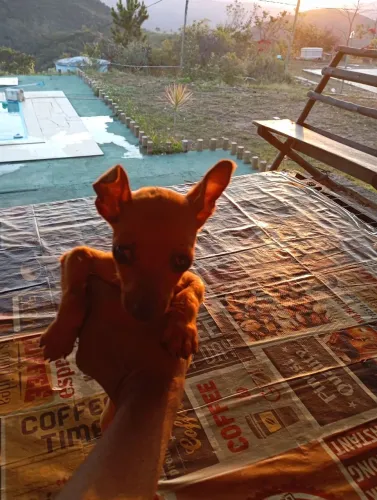 Filhote de Pinscher Macho caramelo N0  com uma dose vacina 
