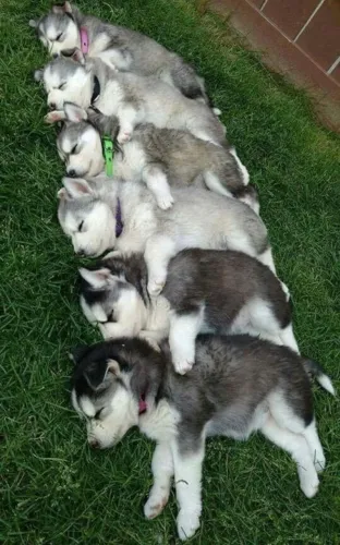 Husky Siberiano Afeto que se mostra no cuidado