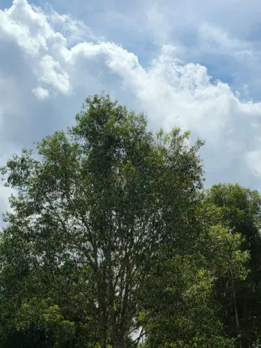 Preciso trabalhador para morar em sítio.
