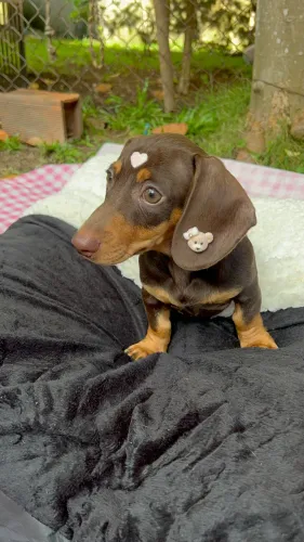 Salsichinha chocolate Dachshund 