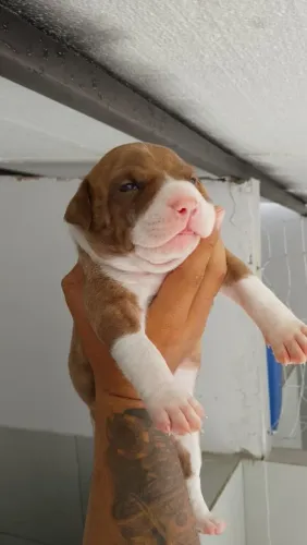 Pit Bull - BBK BULLS CANIL