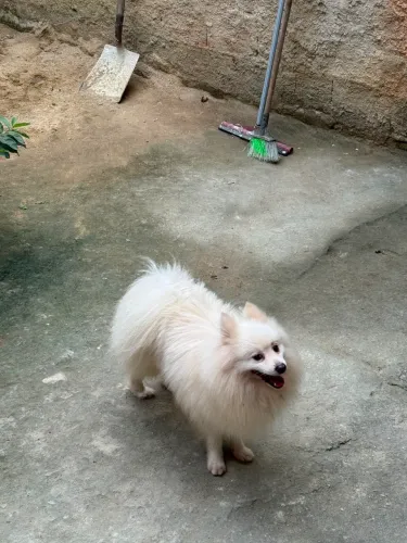 Sptiz alemão macho 1 ano