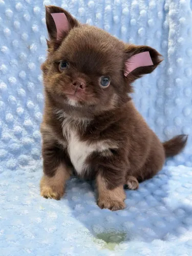 Chihuahua chocotan. Macho Pêlo longo chocolate, branco e castanho. Um amigo fiel!