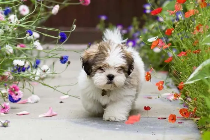 Filhote Shih Tzu Encantador em Busca de um Lar