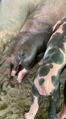 Suínos pietrain disponíveis 