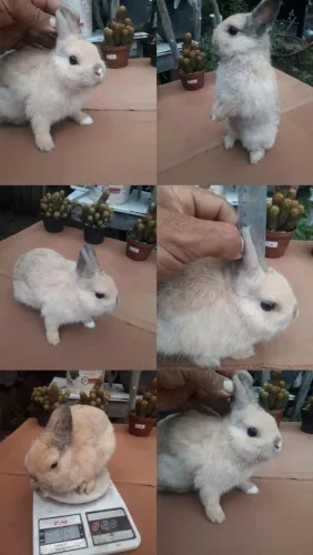 Coelhinho anão importado 