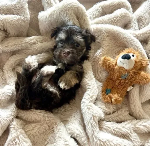 Lhasa Apso Fêmea Preta - Linda, Saudável e Pronta para o Novo Lar