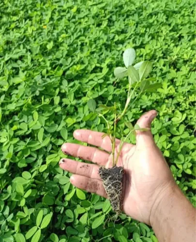 Somos Produtores Grama amendoim 