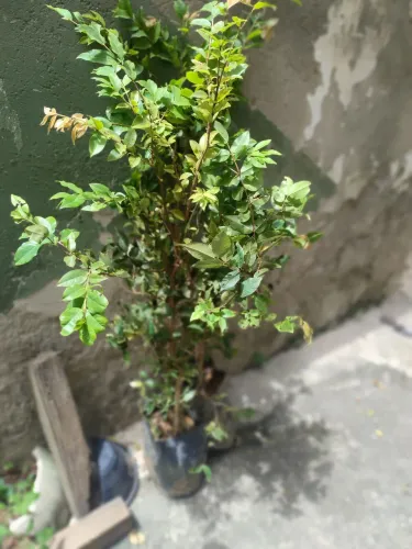 Frutíferas - jabuticaba, acerola, abiu, sapoti e outras