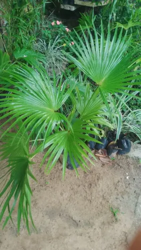 Palmeira leque