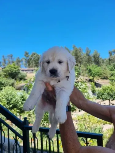 Golden Retriever Bolinhas de Pelo Cheias de Amor