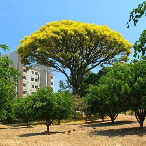mudas do guarapuvu crescimento rapido 5 metros por ano