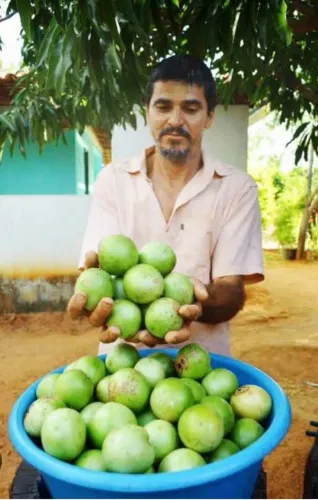 MUDA DE UMBU GIGANTE ENXERTADA - FRUTO GRANDE, DOCE E PRODUÇÃO RÁPIDA!