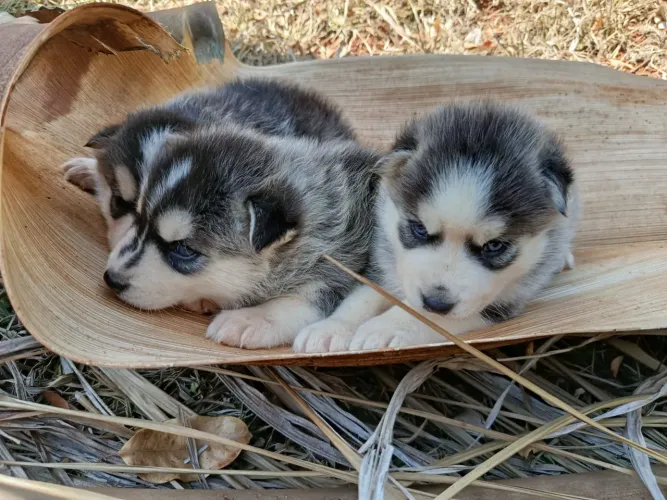Husky Siberiano - Filhotes Lindos com Olhar Hipnotizante! 