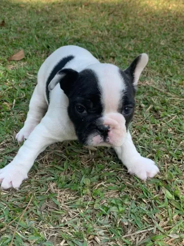 Bulldog francês - Machinho e fêmea 50 dias de vida - Garantia total e procedência