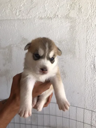 Filhotes de Husky Siberiano 