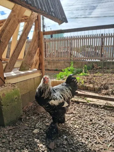 GALO BRAHMA DARK 