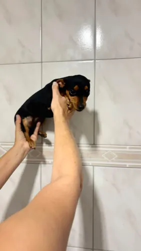 Pinscher FÊMEA