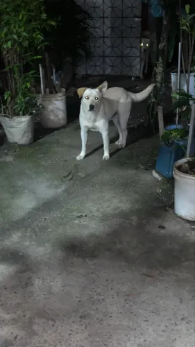 50$ para quem quiser adotar esse cãozinho 