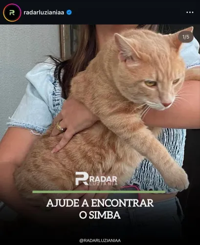 Gato