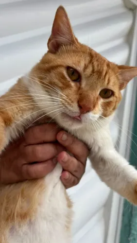 ADOTE GATINHO LARANJA