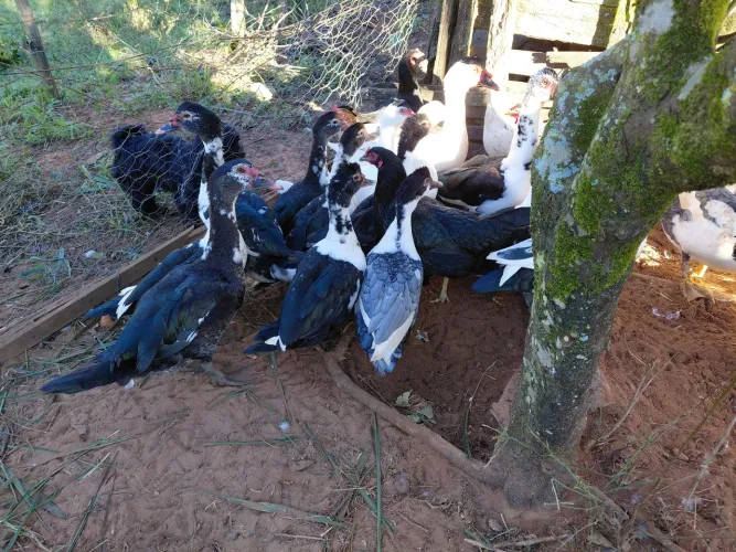 Patos e Patas