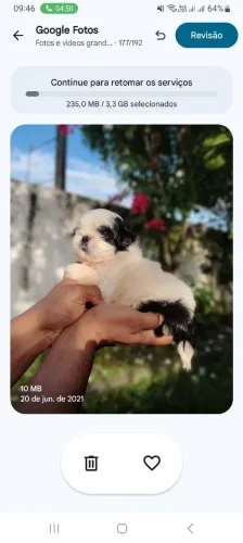Bebês Shihtzu Disponíveis