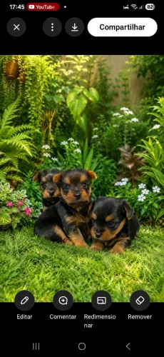 Lindos Yorkshire macho