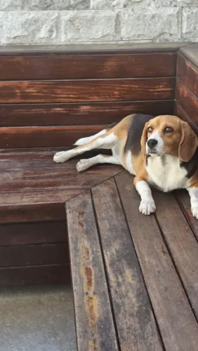 Doa-se Beagle