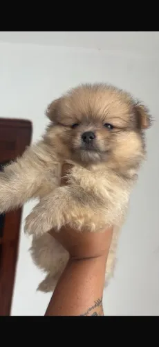 Spitz alemão macho