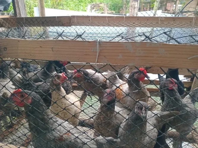 Vende se galinha caipira