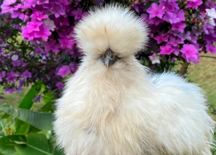 Galos de Sedosa Japão Branca