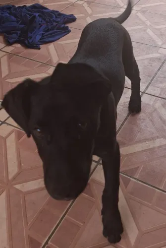 Doação de um lindo cãozinho